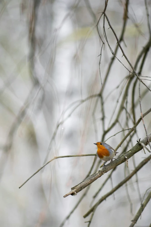 an orange and blue bird is perched on a tree nch