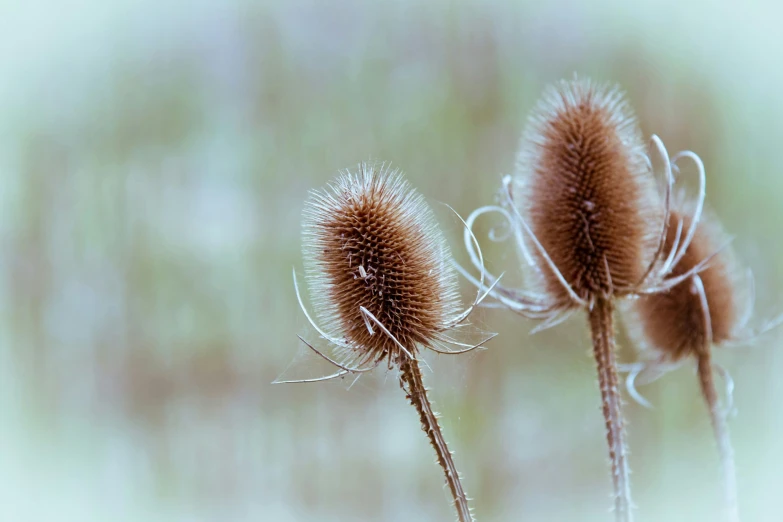 three thistle stalks with long, brown stems