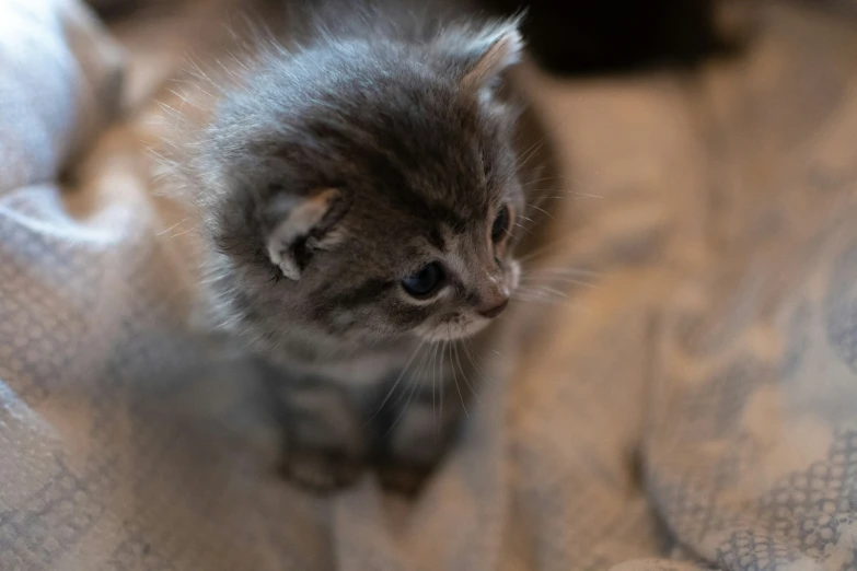 a small gray kitten sitting on top of a bed