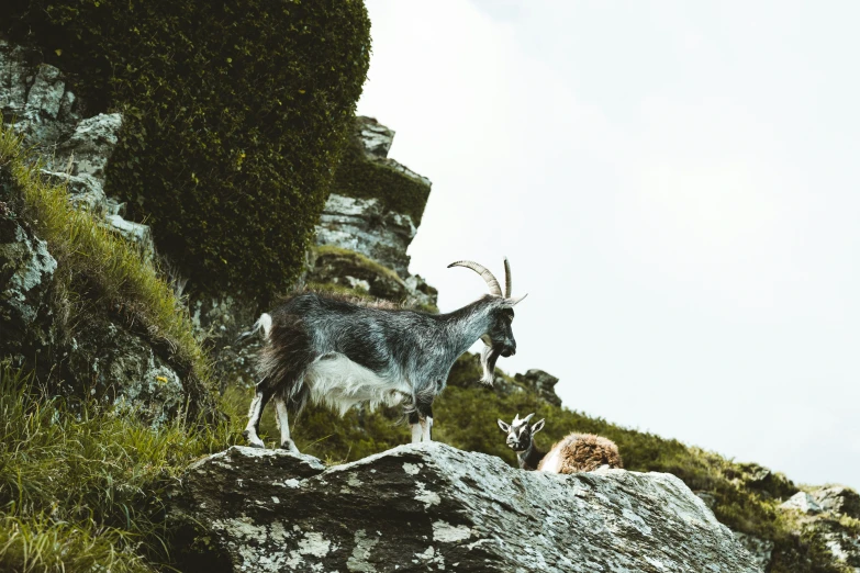 some very cute animals on a rocky hill