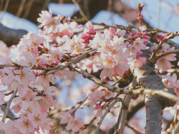 a tree with many pink flowers in bloom