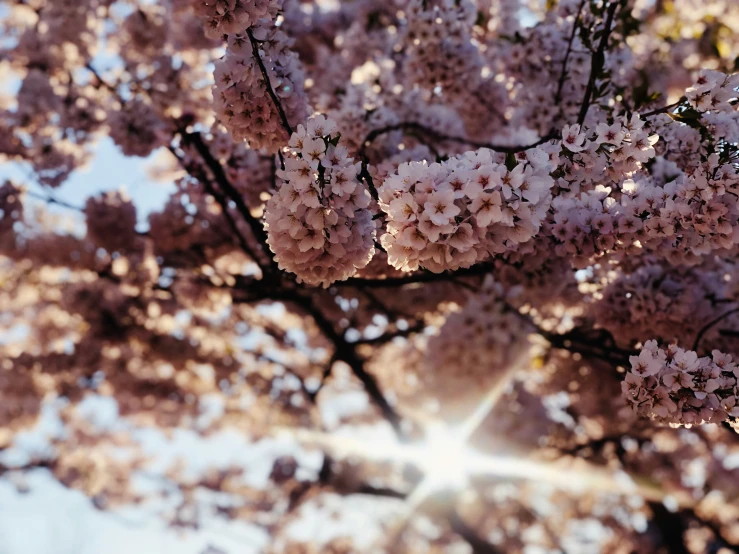 tree blossoming flowers with the sun in the distance