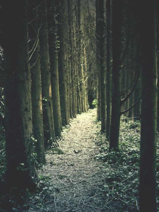 a path in the forest with lots of trees on both sides