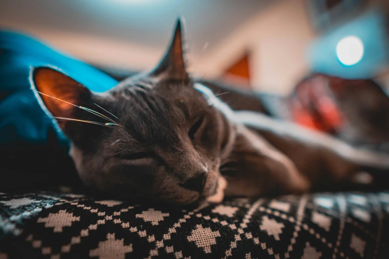 a grey cat sleeping on top of a blanket