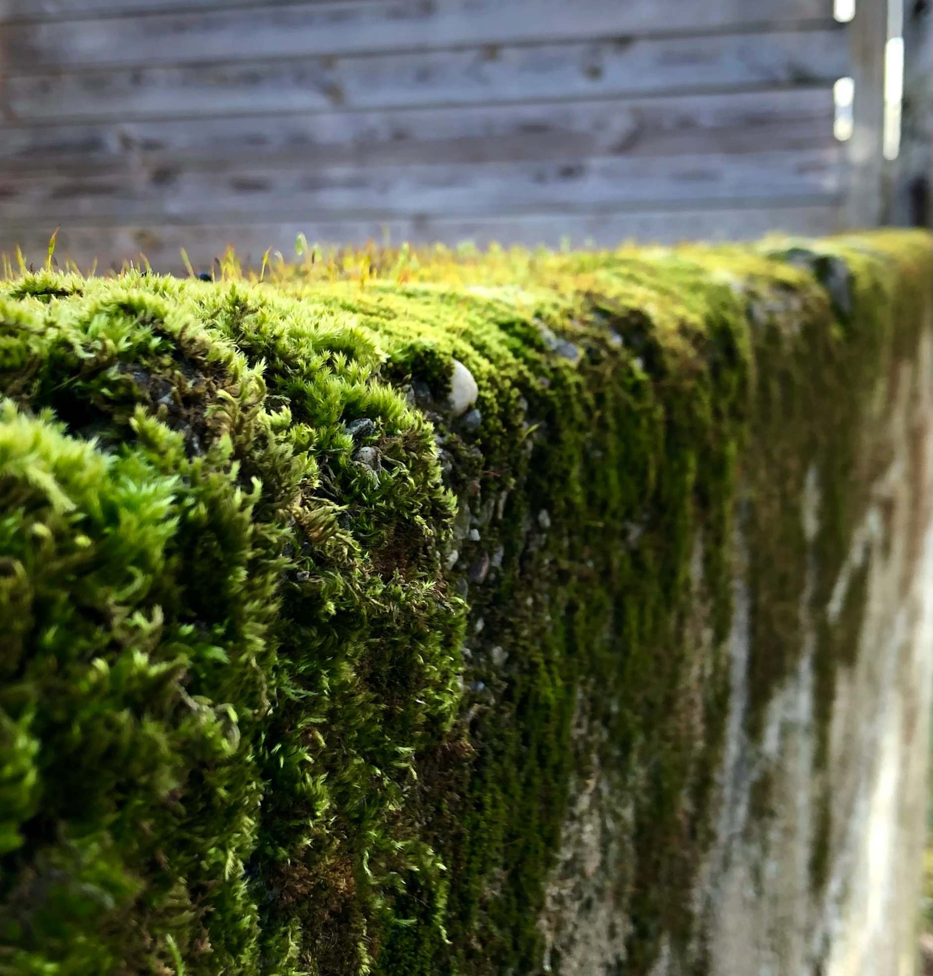 moss growing in between two rocks and a fence