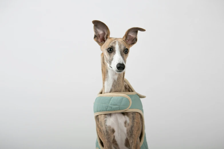 the small dog is wearing a blue and tan vest