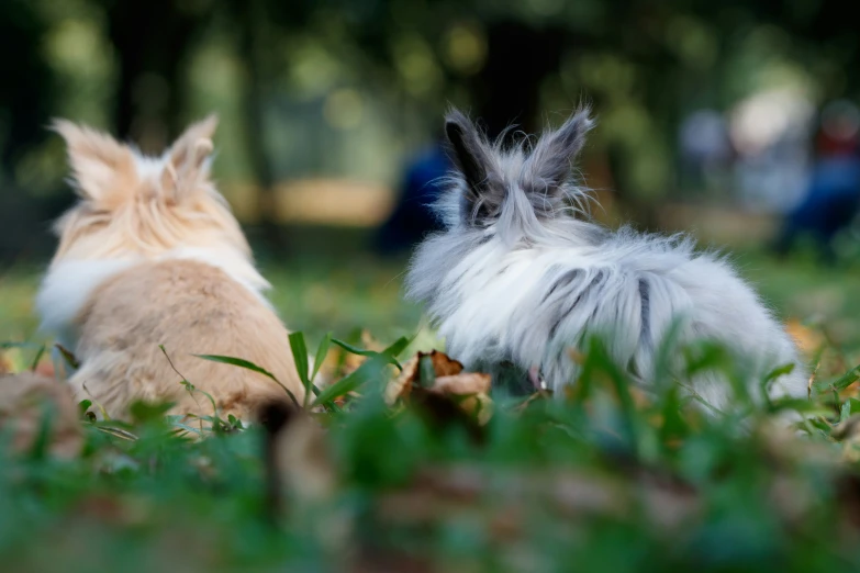 two small dogs sit in the grass looking away from each other