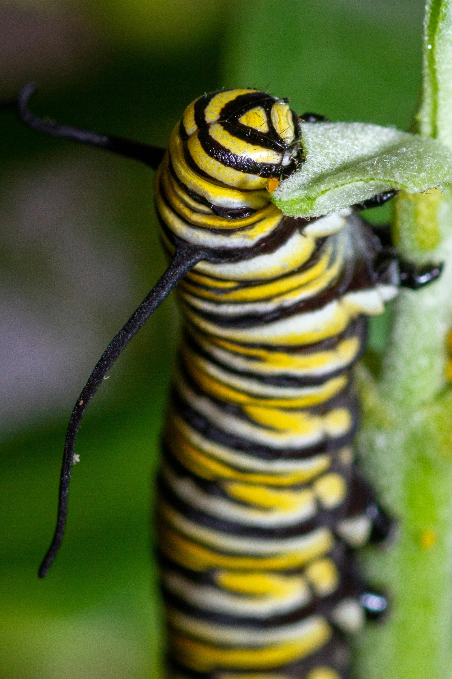 a caterpillar with its letter a on it