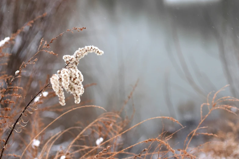 white and tan flowers with small brown tips in the snow