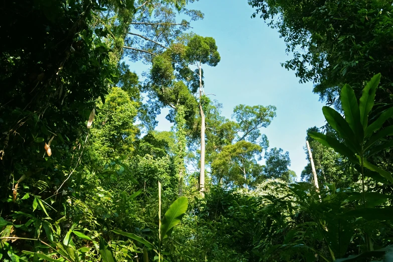 a tropical forest filled with lots of trees