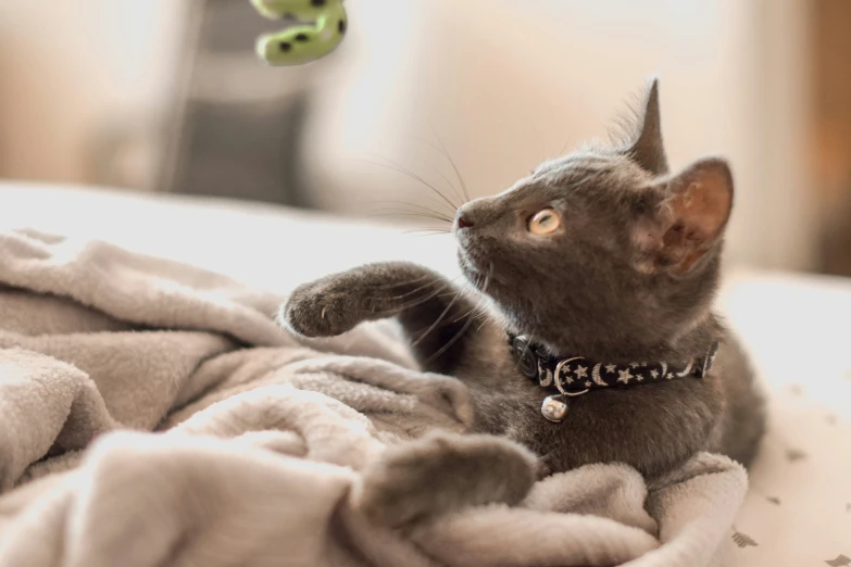 a cat is laying down on a blanket and looking upward