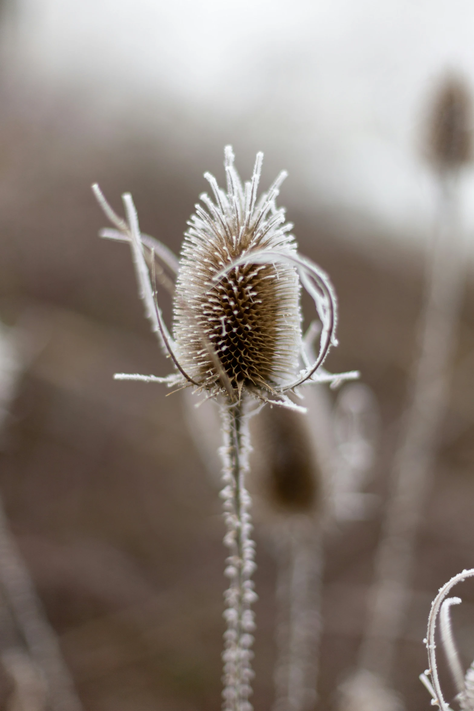 a tall grass flower covered in snow