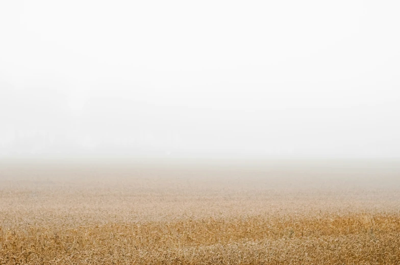 a lone sheep standing in a pasture in a foggy weather