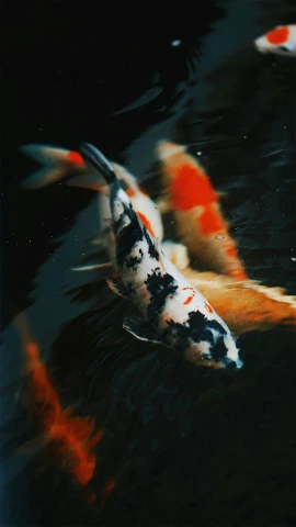 three koi fish are in the water