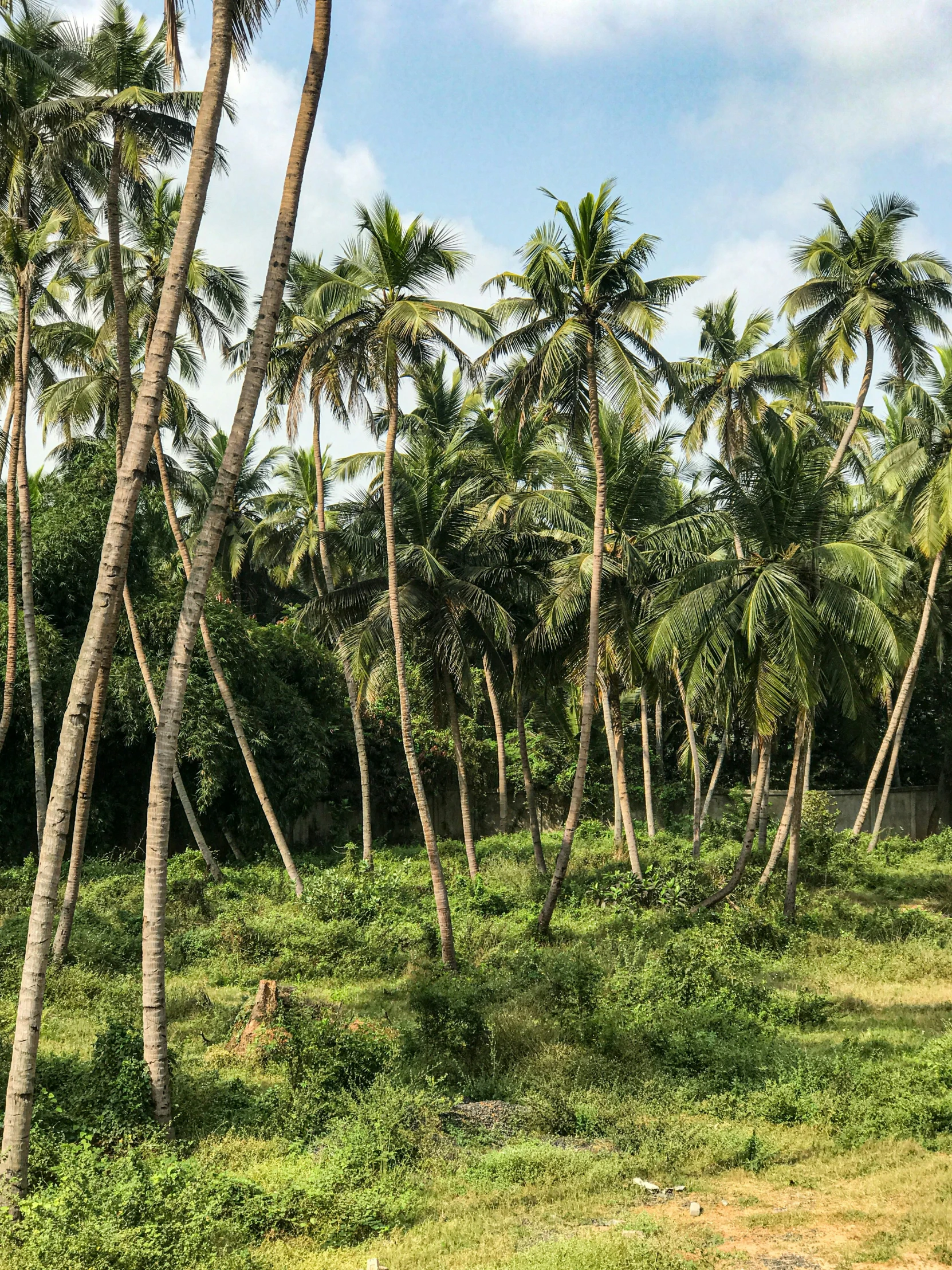 a dirt road through palm trees and grass