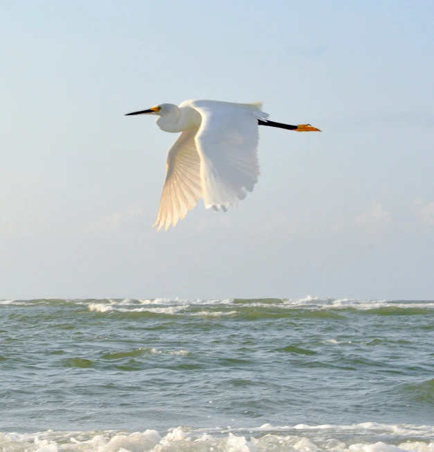 white bird with black wings flying over the ocean