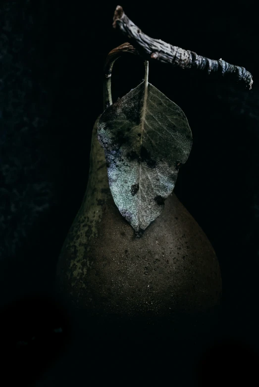 a pear still has a thin stick sticking out