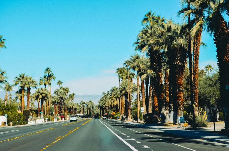 the palm trees line a road with a clear sky