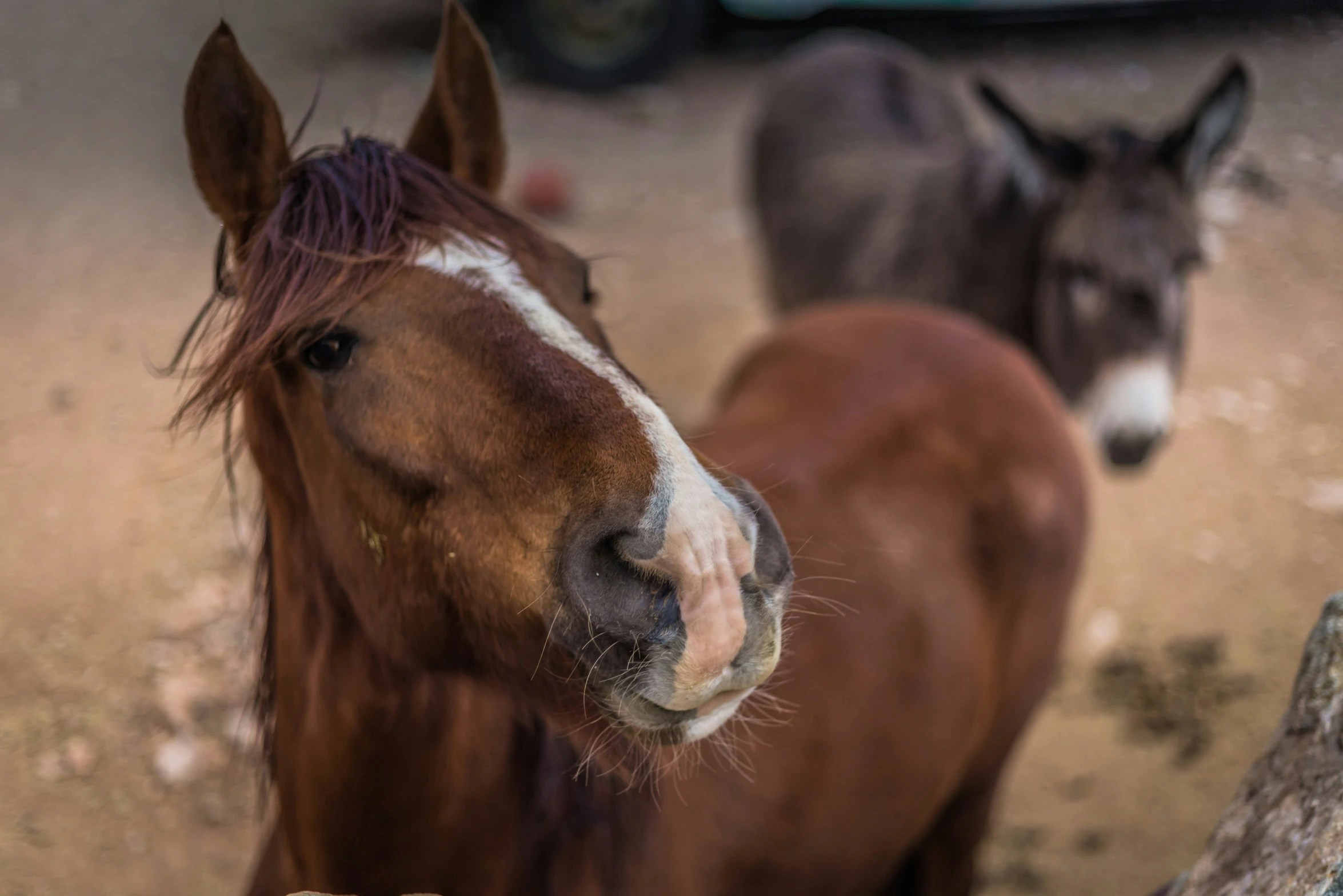 a horse that has it's head touching the nose of another horse