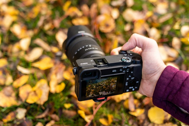 a person taking a picture of leaves with their camera