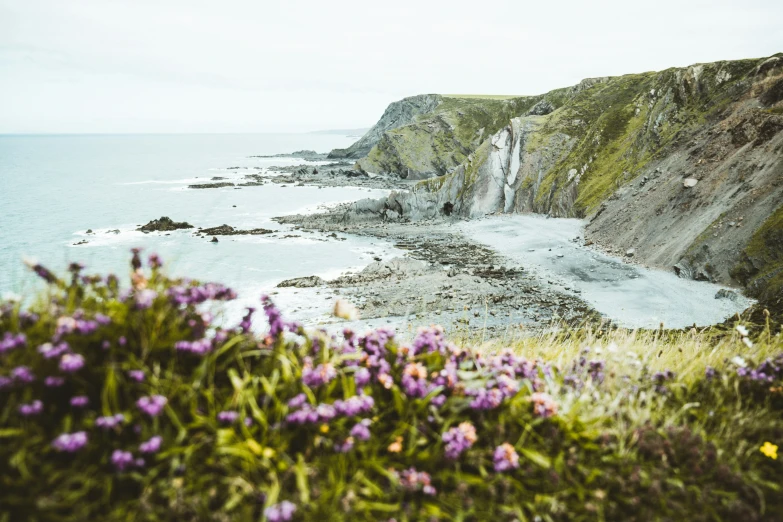 an ocean and some purple flowers on the shore