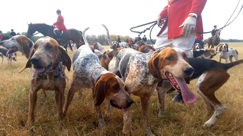 group of dogs with one with his tongue out