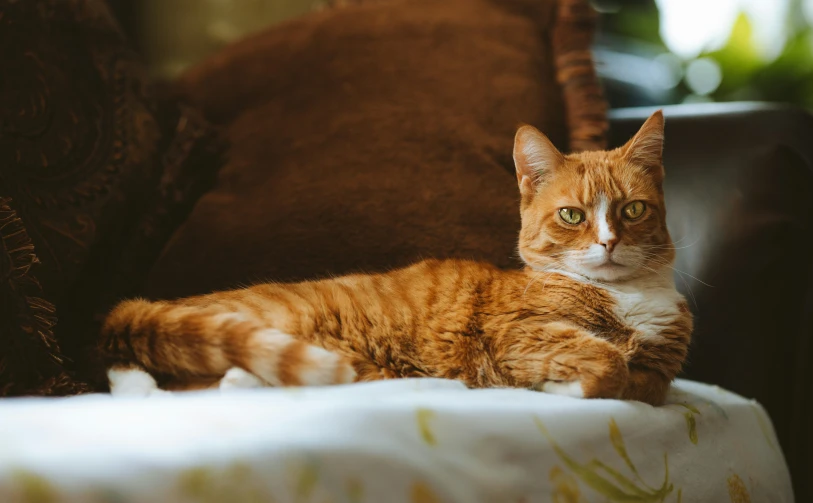 a close up of a cat sitting on a chair