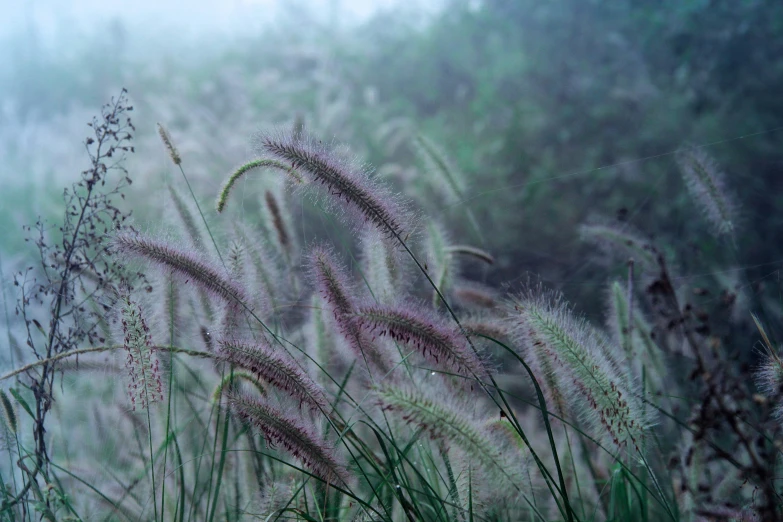some grass is blowing in the wind on a misty day