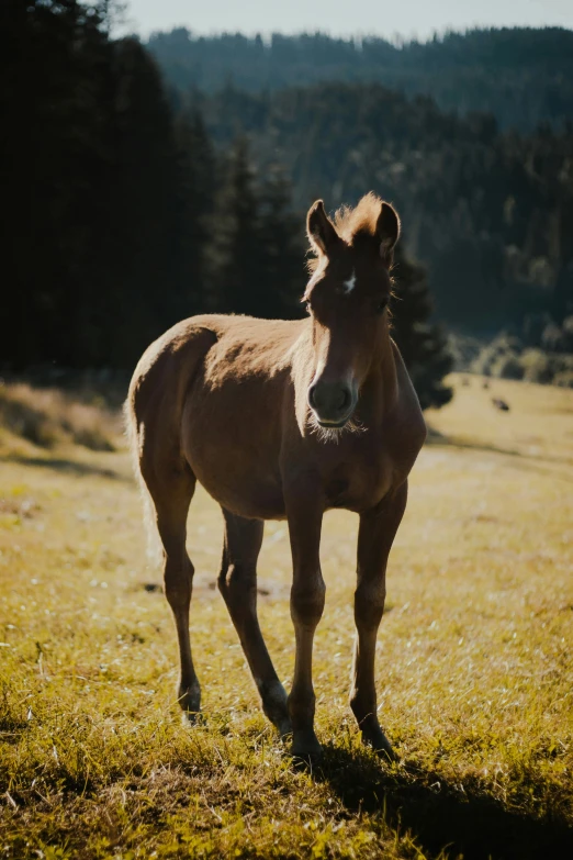 a horse on a grassy plain looks towards the camera