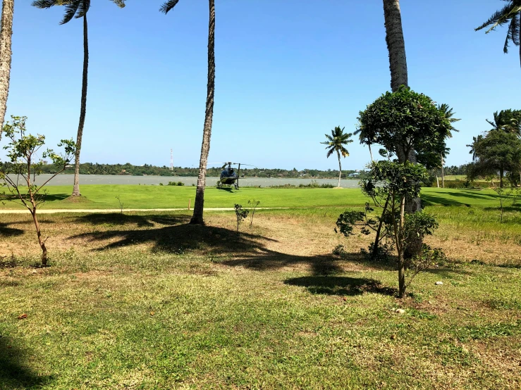 a plane flying over a field with palm trees