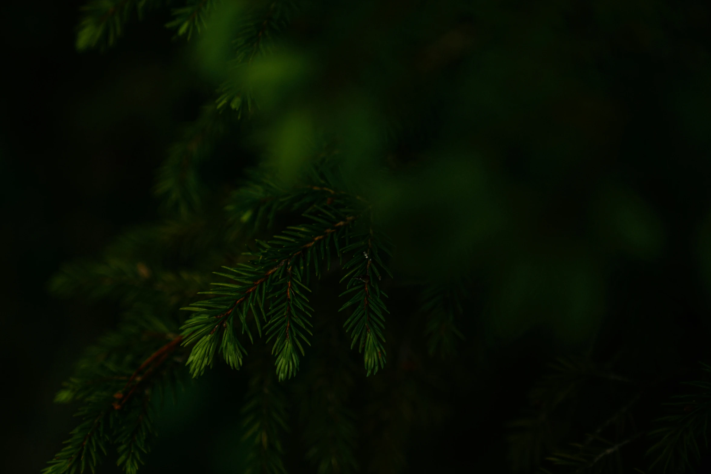 nches of a pine tree with green needles