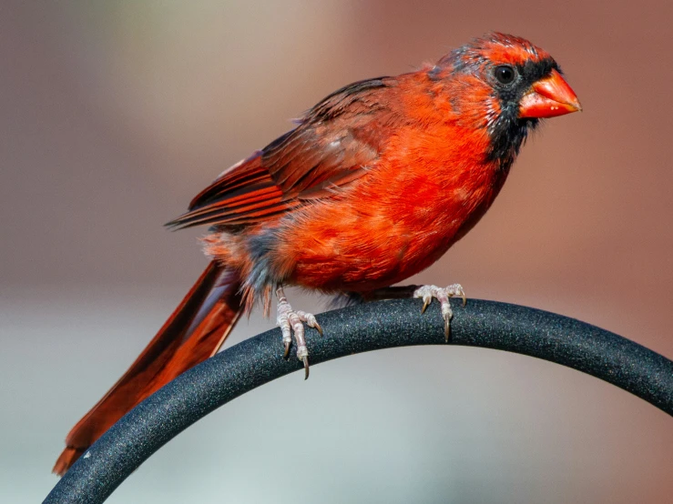 a red bird perched on top of a metal bar