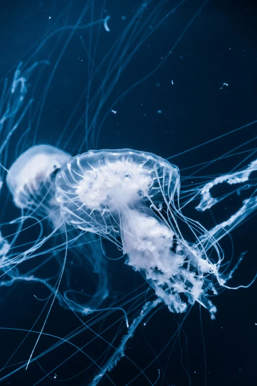 a white jellyfish floating under water on blue ocean