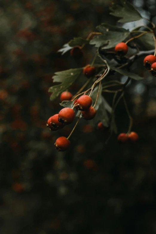 the nches have ripe berries on them