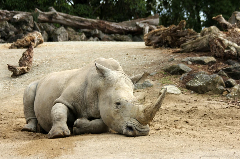 a rhinoceros laying down in sand next to some rocks and grass