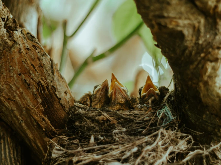 four baby birds in their nest outside a tree