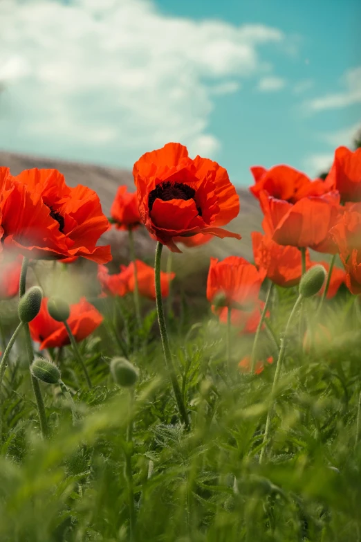 a field with bright red flowers and grass