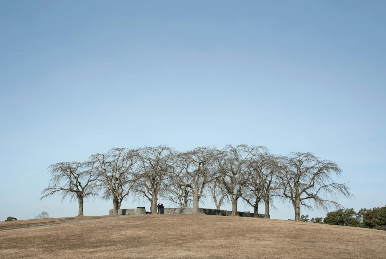 a group of trees are standing on a hill