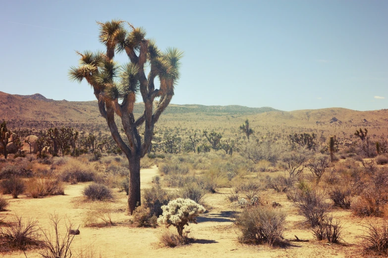 a desert landscape with several large cactus plants