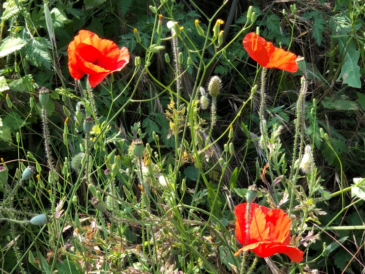 red flowers bloom in the midst of green grass