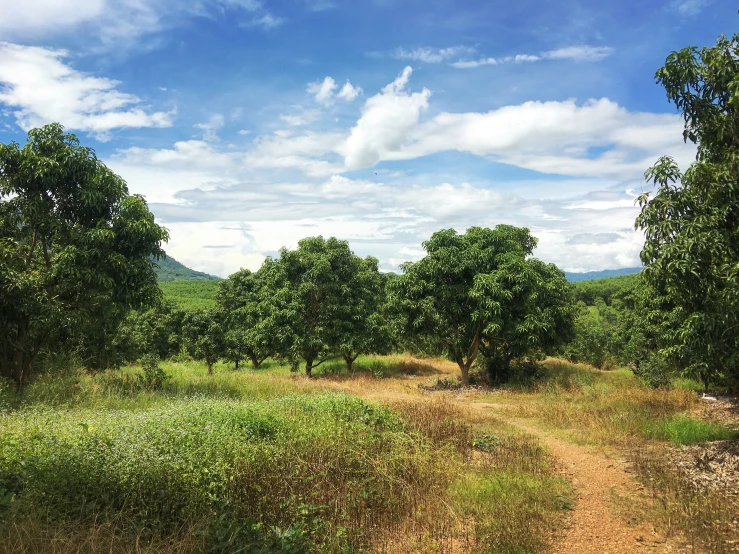 there are some trees and bushes near the dirt road