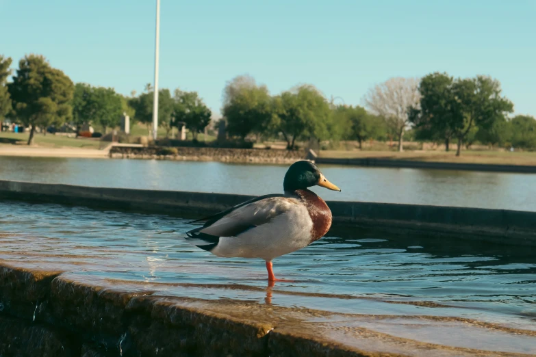 a waterfowl standing near a river with another duck nearby