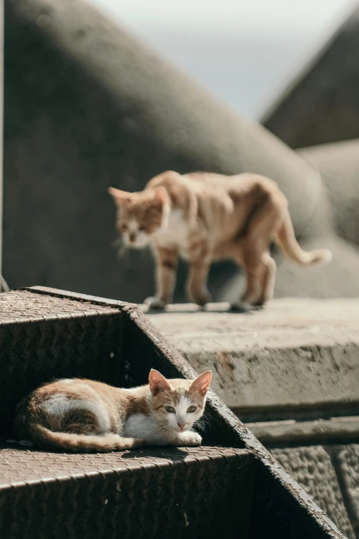 the two cats are walking along a building