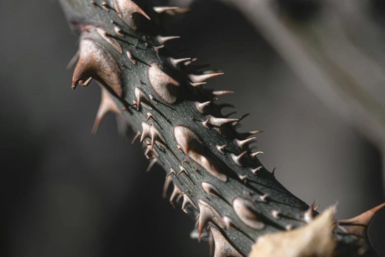 the plant has spikes on it's center and is ready to be harvested