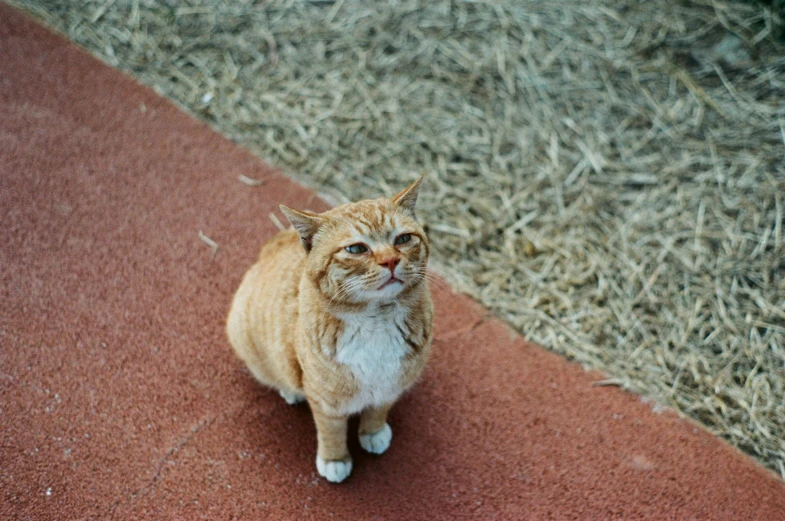 a cat sitting on a floor of brown straw