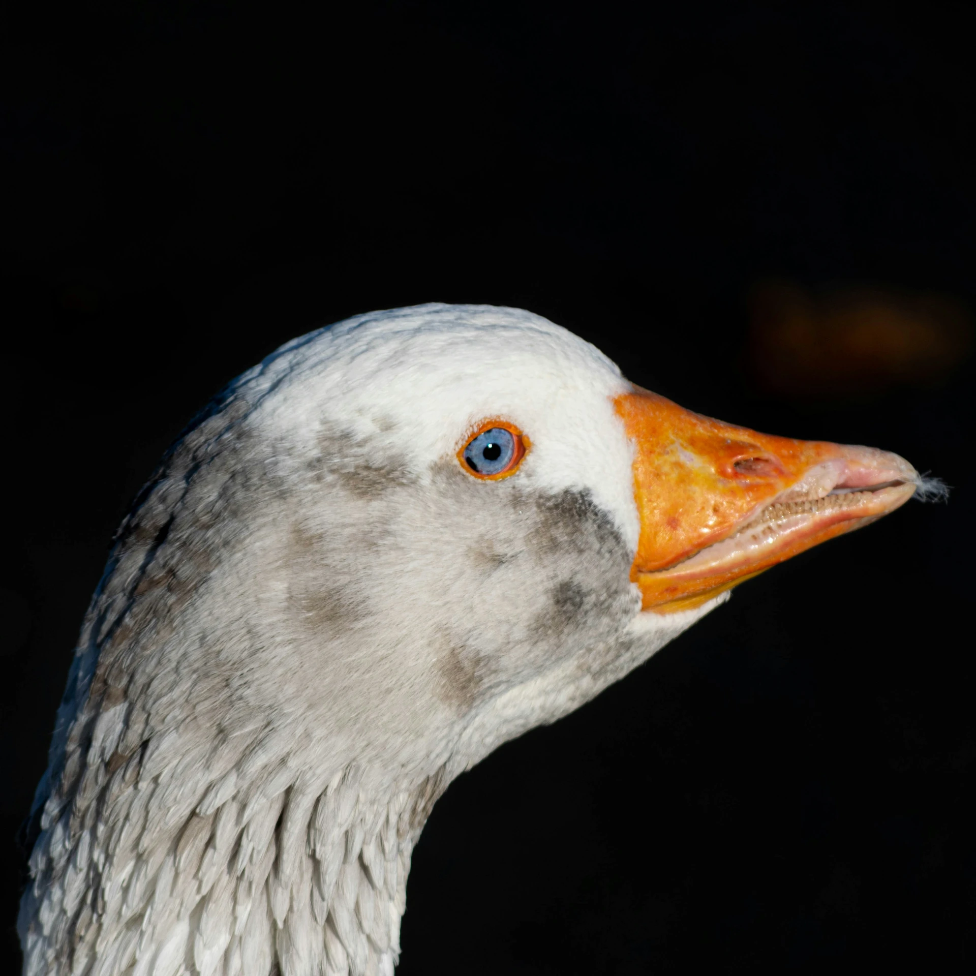 a duck with orange beak and long, thin bill