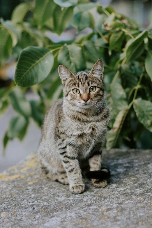 the small tabby cat looks off to its right