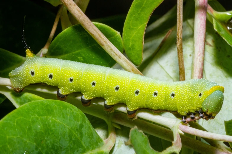 a bright green caterpillar walking on a plant