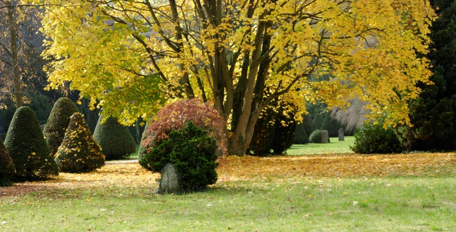 bushes and trees are in the background in a green park