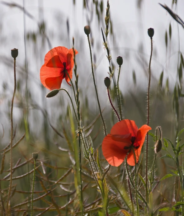 two red poppies in a green field